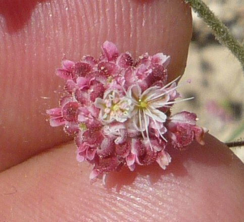 High Resolution Eriogonum maculatum Flower